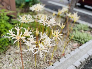 IMG_9706