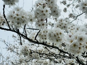 IMG_1424